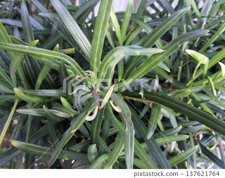 Close-up of Podocarpus sieboldii (Inumaki) leaves Close-up of Podocarpus sieboldii (Inumaki) leaves 137621764
