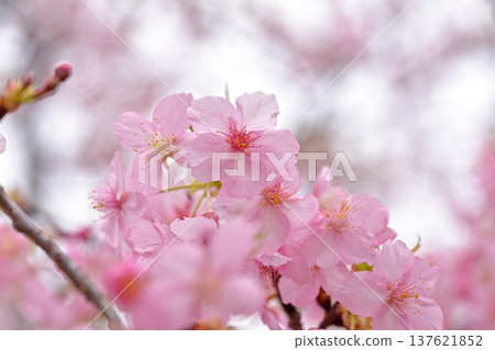河津櫻花宣布春天的到來 河津櫻花宣布春天的到來 137621852