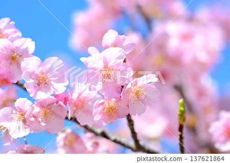 Kawazu cherry blossoms to announce the arrival of spring 137621864