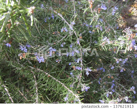 Wild rosemary flowers Wild rosemary flowers 137621913