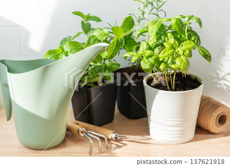Fresh herbs growing in pots with gardening tools Fresh herbs growing in pots with gardening tools 137621918
