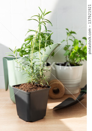 Rosemary herb plant growing in home garden pot Rosemary herb plant growing in home garden pot 137621921