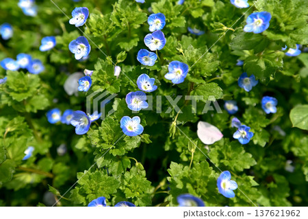 Persian speedwell Persian speedwell 137621962