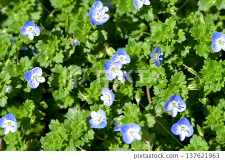 Persian speedwell Persian speedwell 137621963