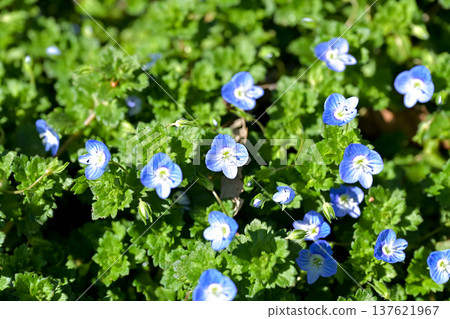 Persian speedwell 137621967