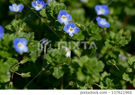 Persian speedwell 137621968