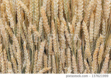 ears of mature wheat gathered in a sheaf, close up ears of mature wheat gathered in a sheaf, close up 137621999