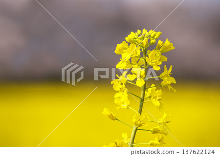 油菜花田春景圖片素材 油菜花盛開的景色 藤原宮遺址 奈良旅遊景點 油菜花田春景圖片素材 油菜花盛開的景色 藤原宮遺址 奈良旅遊景點 137622124