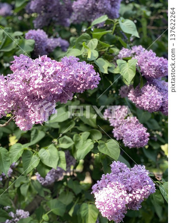 Lilac bushes with clusters of vibrant purple blooms in lush green foliage, perfect for background Lilac bushes with clusters of vibrant purple blooms in lush green foliage, perfect for background 137622264
