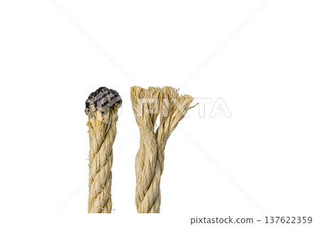 Twisted ropes with heat-sealed ends vs untwisted rope on white background. Twisted ropes with heat-sealed ends vs untwisted rope on white background. 137622359