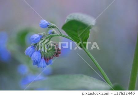 Plants create geometric patterns and swirls. Plants create geometric patterns and swirls. 137622440