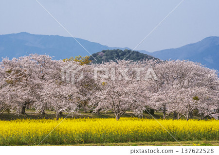 藤原禦所遺址盛開：油菜花田與櫻花樹成蔭的街道美景 - 飛鳥/藤原禦所所在地 - 奈良旅遊景點 137622528