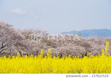 Cherry blossoms blooming at the Fujiwara Palace ruins. A landscape of rapeseed flower fields and rows of cherry blossom trees. Nara tourist spot. 137622529
