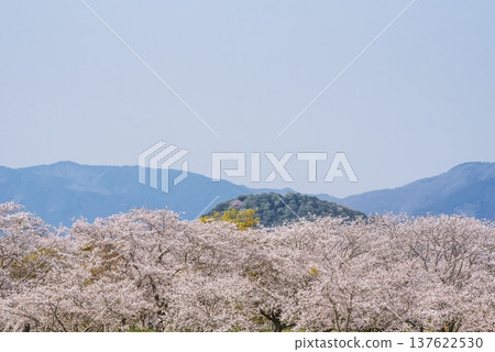 Cherry blossoms in bloom at the Fujiwara Palace ruins: The Asuka-Fujiwara capital, cherry blossom trees and the Yamato Three Mountains - Nara tourist spot 137622530