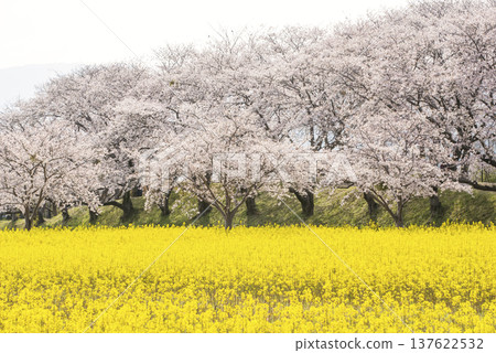藤原禦所遺址盛開:油菜花田與櫻花樹成蔭的街道美景 - 飛鳥/藤原禦所所在地 - 奈良旅遊景點 藤原禦所遺址盛開:油菜花田與櫻花樹成蔭的街道美景 - 飛鳥/藤原禦所所在地 - 奈良旅遊景點 137622532