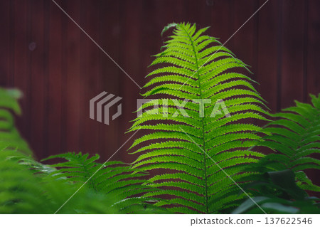 A juicy fern leaf in the sunlight 137622546