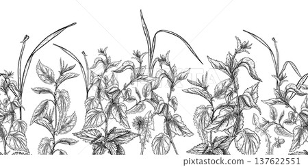 Nettle wild herb black white vector seamless border. Hand drawn botanical repeat illustration of meadow plants. Monochrome foliate background pattern for textile design and stationery wallpaper. 137622551
