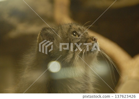 A quiet moment in the profile of a Pallas's cat A quiet moment in the profile of a Pallas's cat 137623426