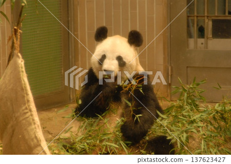 Indoor exhibit of a panda eating bamboo 137623427