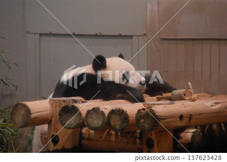 一隻熊貓棲息在樹上的側影 一隻熊貓棲息在樹上的側影 137623428