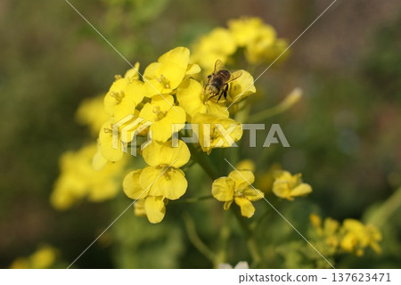 Close-up photo of rape blossoms and honeybees 137623471