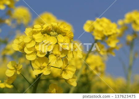 Close-up of rape blossoms blooming under a blue sky Close-up of rape blossoms blooming under a blue sky 137623475