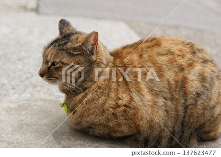 Profile of a brown striped cat sitting on the ground 137623477