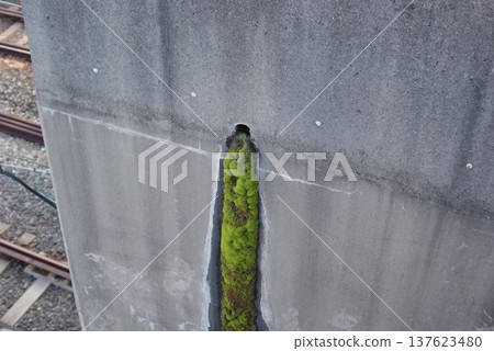 Green moss plants growing on a concrete wall Green moss plants growing on a concrete wall 137623480