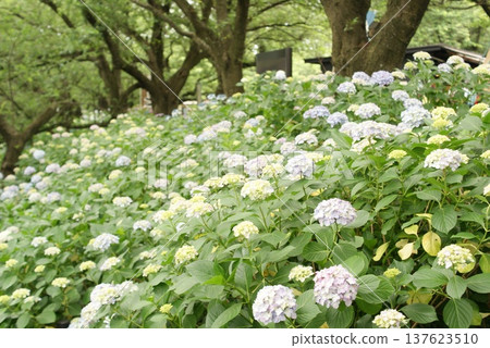 A hydrangea colony spreads out beneath the trees A hydrangea colony spreads out beneath the trees 137623510
