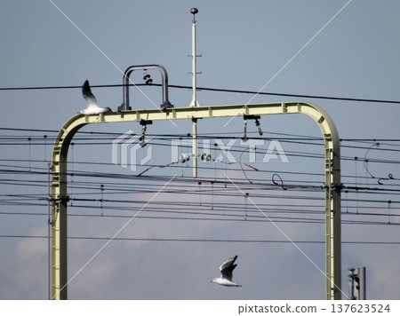 Overhead wires and black-headed gulls 137623524
