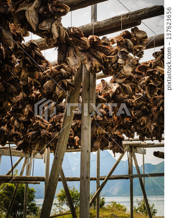 Cod stockfish drying on racks, Lofoten islands Norway 137623656