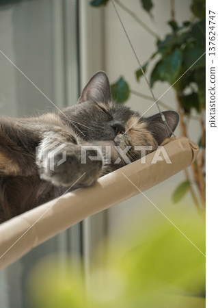 Gray domestic cat sleeping on hanging window hammock near bright window with green houseplant in apartment interior. Pet care marketing, cozy home lifestyle themes, relaxation concepts Gray domestic cat sleeping on hanging window hammock near bright window with green houseplant in apartment interior. Pet care marketing, cozy home lifestyle themes, relaxation concepts 137624747