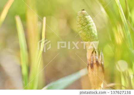 Seasonal image material. A close-up image of horsetails that gives a sense of the arrival of spring Seasonal image material. A close-up image of horsetails that gives a sense of the arrival of spring 137627138