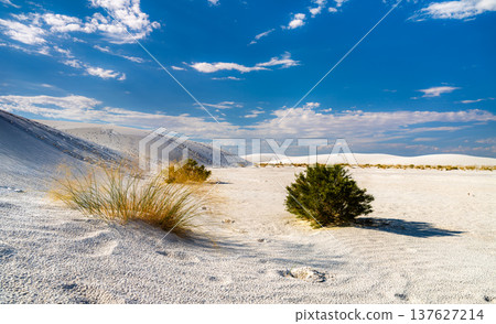 Scenic view of the unique gypsum dunes and sparse desert vegetation under a clear blue sky at White Sands National Park in New Mexico. Scenic view of the unique gypsum dunes and sparse desert vegetation under a clear blue sky at White Sands National Park in New Mexico. 137627214