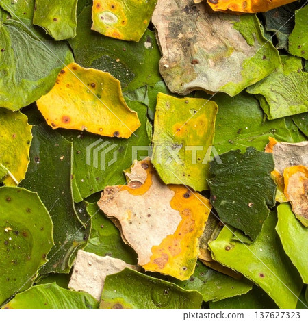Close Up of Green Yellow and Brown Fallen Leaves creating an Abstract Pattern 137627323