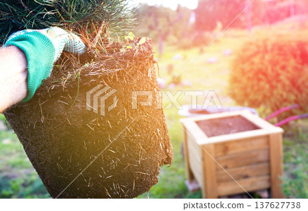 Pine tree root systems. Transplanting repotting Pine mughus plants growing ornamental trees planting 137627738
