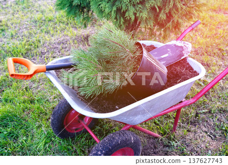 Pine tree root systems. Transplanting repotting Pine mughus plants growing ornamental trees planting Pine tree root systems. Transplanting repotting Pine mughus plants growing ornamental trees planting 137627743