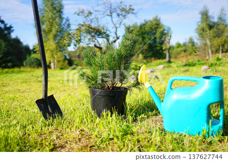 Pine tree repotting. Transplanting of Dwarf Mugo Pine grow in closed root system Pine tree repotting. Transplanting of Dwarf Mugo Pine grow in closed root system 137627744