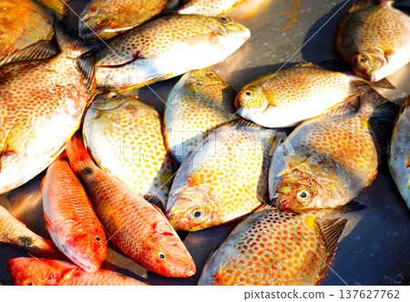 Fresh seafood in ice on counter in grocery store. Vendors display variety of sea fish. 137627762
