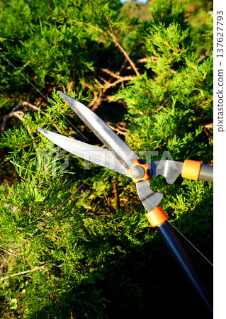 Cutting branches on Arborvitae use Garden Shears. Trimming Ornamental thuja in garden. Cutting branches on Arborvitae use Garden Shears. Trimming Ornamental thuja in garden. 137627793