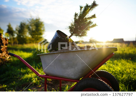 Planting small pine tree in garden using wheelbarrow. Gardener uses a wheelbarrow Planting small pine tree in garden using wheelbarrow. Gardener uses a wheelbarrow 137627797