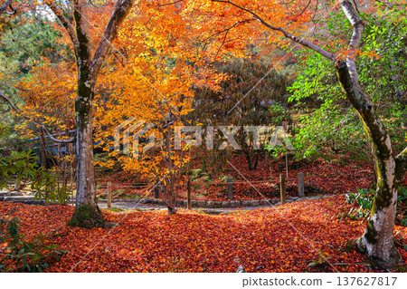 Beautiful Alley, pedestrian path along the tree in garden during autumn. Beautiful Alley, pedestrian path along the tree in garden during autumn. 137627817