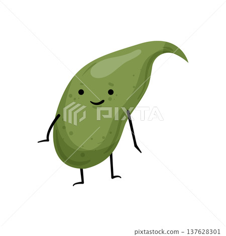 Healthy Gallbladder Healthy Gallbladder 137628301