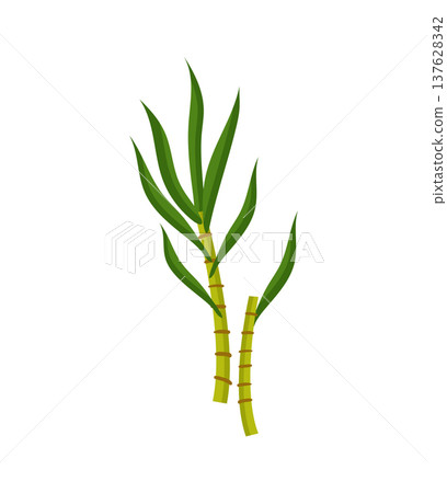 Sugarcane Stalks 137628342