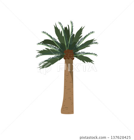 Date Palm Tree 137628425