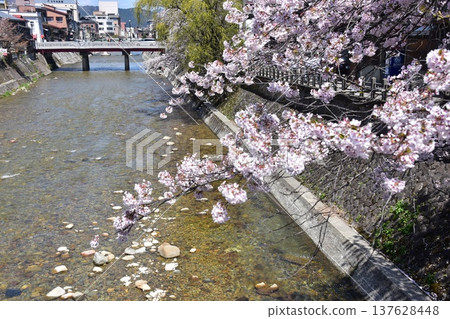 Takayama City, Gifu Prefecture, Japan - View from Nakabashi Bridge during the Takayama Spring Festival - Cherry blossoms in full bloom, the beautiful Miyagawa River, and the surrounding cityscape Takayama City, Gifu Prefecture, Japan - View from Nakabashi Bridge during the Takayama Spring Festival - Cherry blossoms in full bloom, the beautiful Miyagawa River, and the surrounding cityscape 137628448