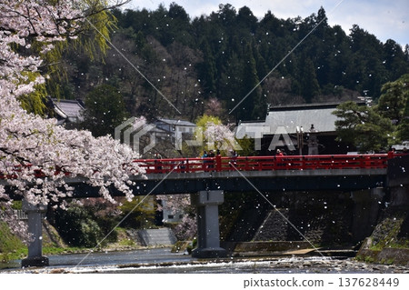 日本岐阜縣高山市:春季高山祭期間,櫻花盛開,遊客正走過中橋。櫻花花瓣隨風飄舞。 日本岐阜縣高山市:春季高山祭期間,櫻花盛開,遊客正走過中橋。櫻花花瓣隨風飄舞。 137628449