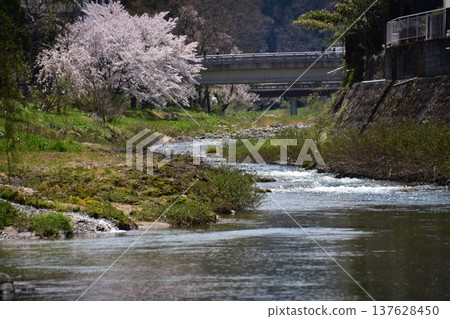 日本岐阜縣高山市：宮川流經市中心及週邊街道，櫻花盛開，綠意盎然，景色宜人。 137628450