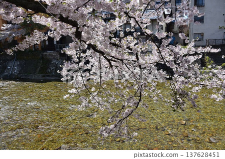Takayama City, Gifu Prefecture, Japan: Miyagawa River flowing through the center and surrounding streets. Cherry blossoms in full bloom and the beautiful sparkle of the water. 137628451