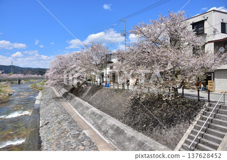 日本岐阜縣高山市：宮川流經市中心和周圍的街道，櫻花盛開，天空蔚藍 137628452